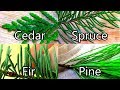 Wild Food Foraging- Pine / Spruce / Cedar / Fir- Evergreen Teas