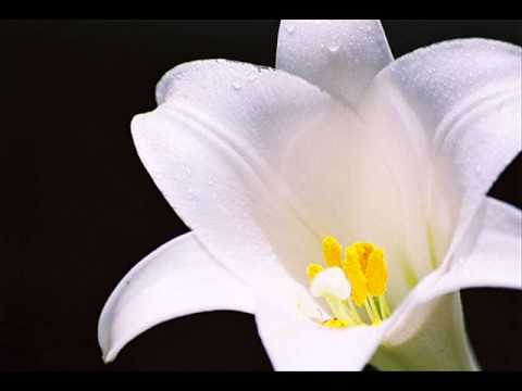 O jardim do nosso amor.wmv