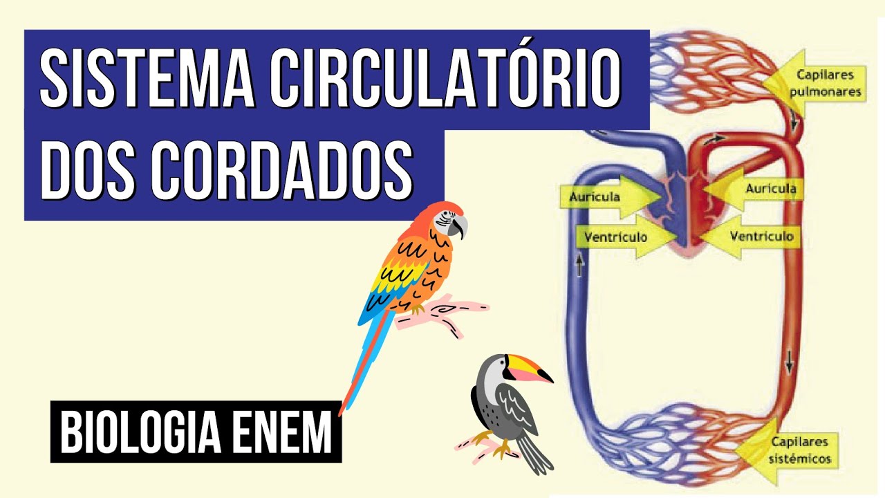 SISTEMA CIRCULATÓRIO DOS CORDADOS: | Biologia para o Enem | Cláudia de Souza Aguiar