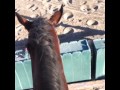 DONT EAT THE FLOWER PONY!!