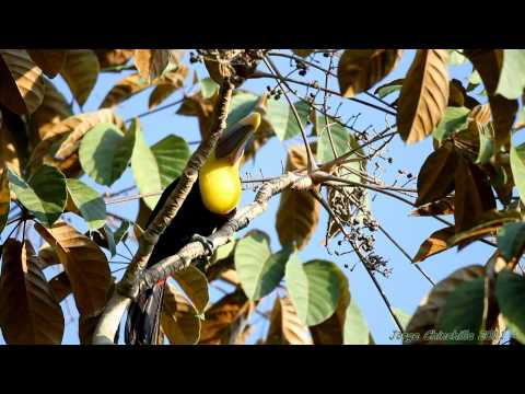 RE: Ramphastos swainsonii