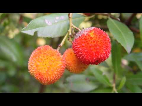 My love's an arbutus