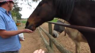 preview picture of video 'Hand Feeding Animals at Greenough Wildlife and Bird Park'