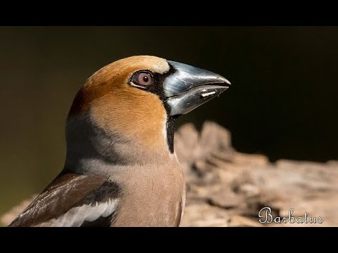 PICOGORDO | HAWFINCH | Coccothraustes coccothraustes