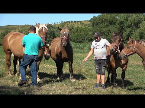 Caii lui Ionut de la Valenii Lapusului, Maramures - 2022 Nou!!!