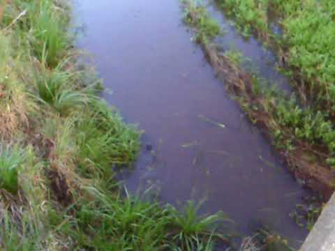 LOVITO DE RIO EN ARROYO SAUCE CANELONES URUGUAY