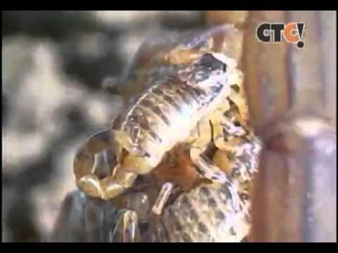 Reprodução SEXUADA e ASSEXUADA