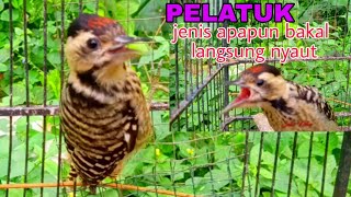 Download lagu Pancingan pelatuk agar bunyi pelatuk jenis apapun bakal langsung nyaut mp3