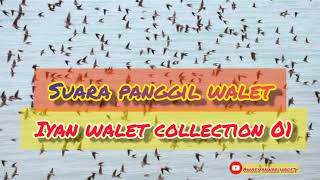 Download lagu SUARA PANGGIL WALET IYAN WALET COLLECTION VOL.1 FULL VERSION 1JAM mp3 Download lagu SUARA PANGGIL WALET IYAN WALET COLLECTION VOL.1 FULL VERSION 1JAM mp3