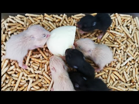 Baby Hamsters Eat Egg
