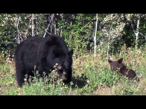 NJ Sussex County Bear Hunt