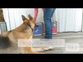 Daycare Dogs Make 2020 Election Day Predictions At FTFDT