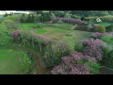 ◇◇空撮◇◇　都心から６０分の絶景！長柄町「秋元牧場」の八重桜！