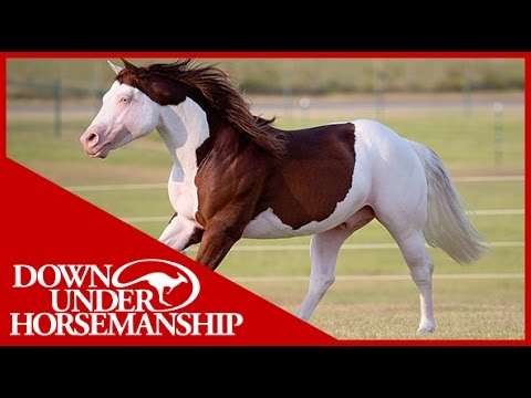 Clinton Anderson Presents "Titan: A Legend in the Making, Part 2"