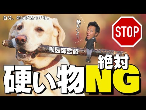 子犬用の骨