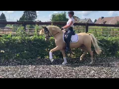 Winterzauber *2013 www.pferdesportservice.de