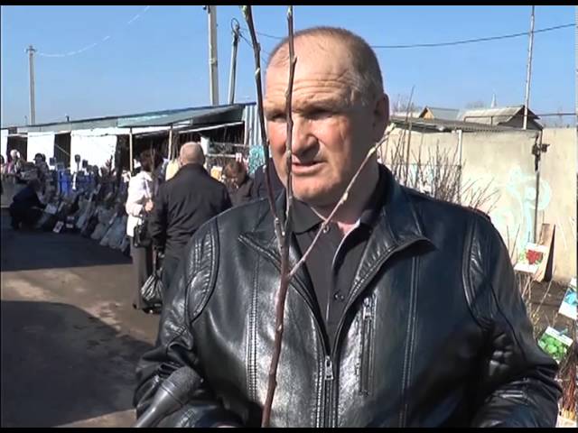 Сочный плод с весны растёт