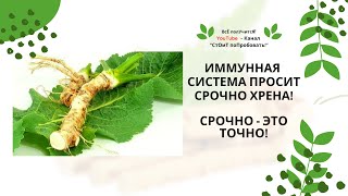 ХРЕН | Чем полезен хрен |  Хрен - народный лекарь | Хреновина - самый полезный рецепт