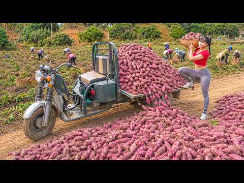 Harvesting Fresh Sweet Potatoes | Transported by 3 Wheel Truck to Sell at a Countryside Market