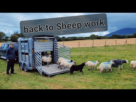 Moving sheep to new field #farmlife #sheepfarming #livestock #ireland #sheep