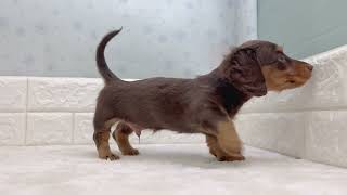 ミニチュアダックスの動画01