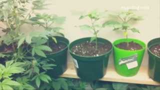 Marijuana Seedling Q and A for Home Weed Grow Op.