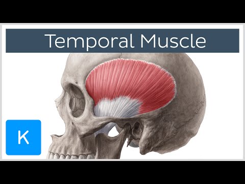 Temporal Muscle Anatomy Overview - Human Anatomy | Kenhub