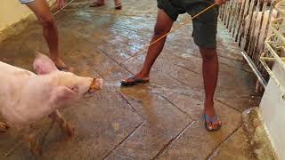 Pig Restraint: catching Pigs