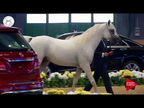 EZZ AL DANAT - SEWC 2017