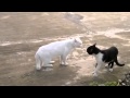 El Gato Karateka