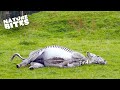 Miracle Of Life Zebra S Extraordinary Journey Through Birth Nature Bites
