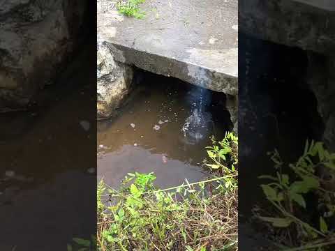 彩雷王鞭炮