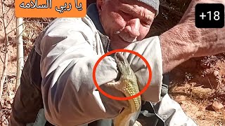 Regardez Al-Asawi Ibrahim se faire mordre par un énorme serpent alors qu'il tentait de l'attraper. Nous prions Dieu de le protéger.