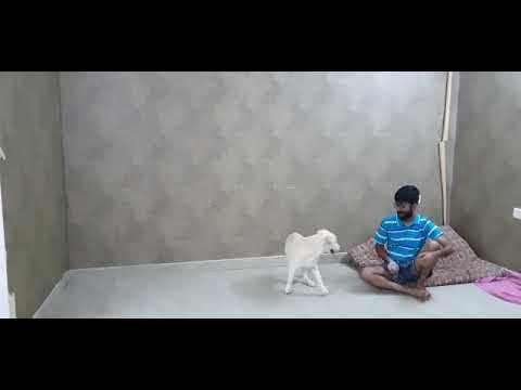 Golden Retriever kills the game like a boss ❤️