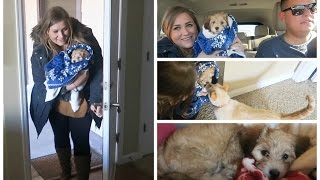 BRINGING HOME BERNIE! Our 8 Week Old  Havanese Puppy!