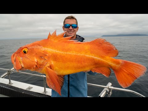 GIANT Deep Sea GOLDFISH! Catch Clean Cook (Yellow eye Rockfish)
