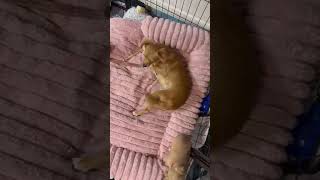 Video preview image #1 Chiweenie Puppy For Sale in Corona, CA, USA