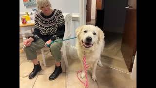 Video preview image #1 Great Pyrenees Puppy For Sale in Holly Springs, NC, USA