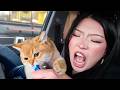 Spoiling My Cat For 24 Hours