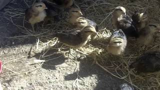 Blue face breeding game fowl