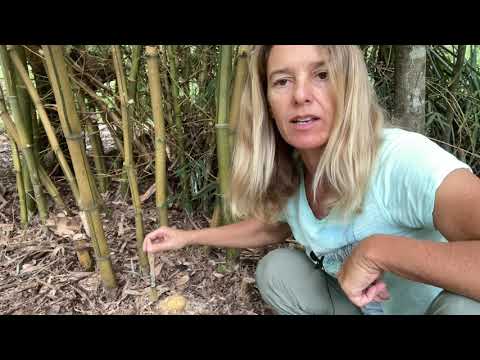 How to Kill Bamboo with Herbicide