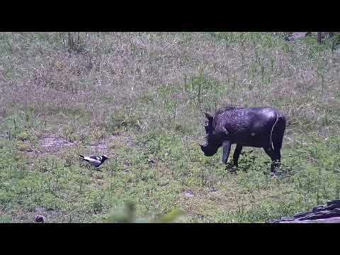 Djuma: Warthog mom and piglets startled by Blacksmith Lapwing on nest - 12:21 - 11/05/2023