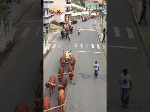 Desfile de carro de boi na  cidade de Lima Duarte-MG, 13 de abril de 2024 !