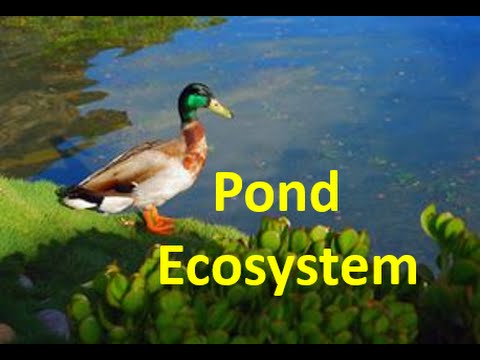 Pond Ecosystem for kids - Pond Ecology Facts \u0026 Quiz