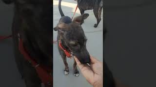 Dutch Shepherd Puppies Videos
