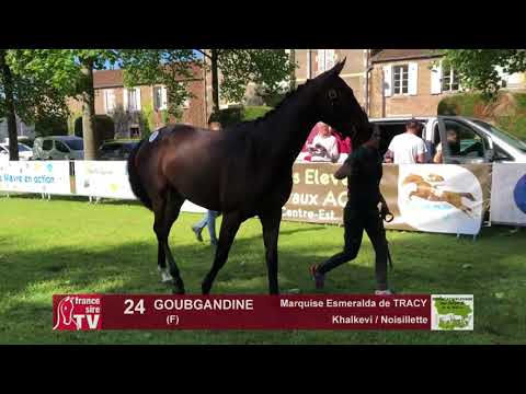 Sprinter Sacré Show 2018 : Lot 24 - GOUBGANDINE