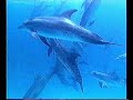 Wanderers Of The Deep The Magic Of Dolphins Reader S Digest Video 1999