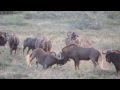 Black Wildebeest Fighting