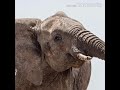 Elephant Calf Trumpet