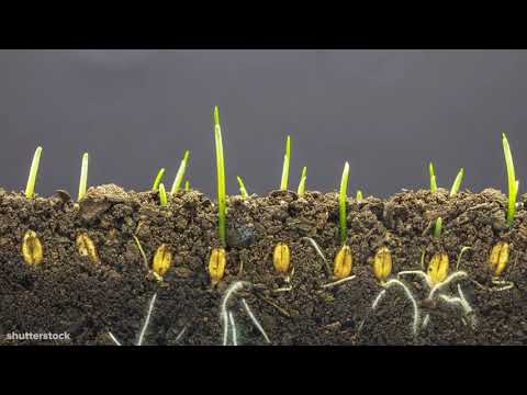 Biogeochemical Cycles